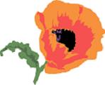 Poppy