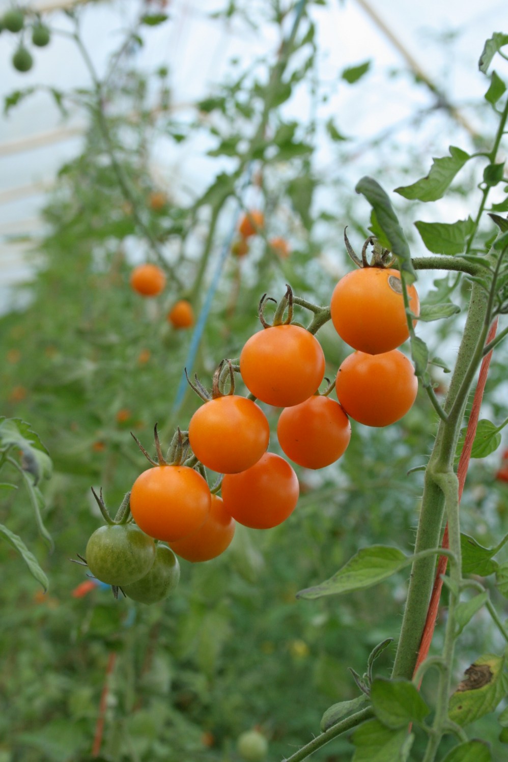 Cherry Tomatoes - Terre Bleu