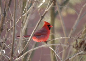 cardinal