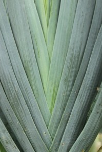 leek
