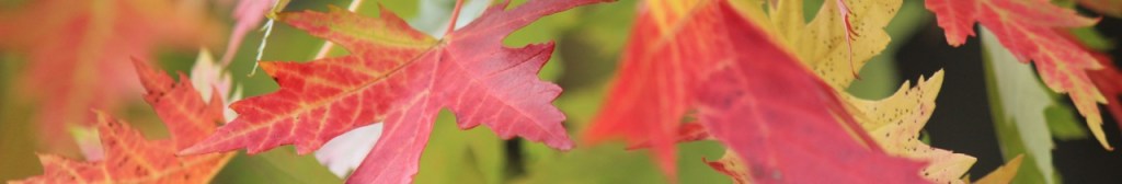 of maple leaves and&nbsp;chickadees