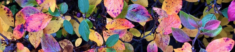 Optimism vs. Hope, in a&nbsp;Pandemic